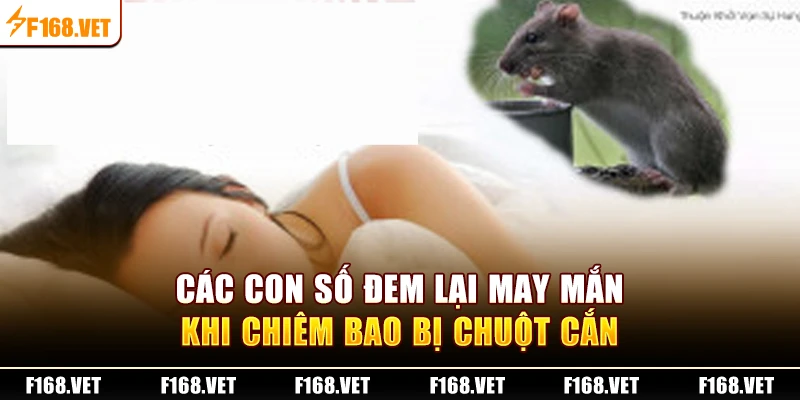 Các con số đem lại may mắn khi chiêm bao bị chuột cắn
